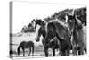 Horses Three-Aledanda-Stretched Canvas