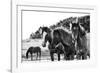 Horses Three-Aledanda-Framed Photographic Print