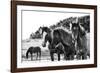 Horses Three-Aledanda-Framed Photographic Print