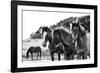 Horses Three-Aledanda-Framed Photographic Print