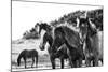 Horses Three-Aledanda-Mounted Photographic Print