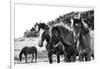 Horses Three-Aledanda-Framed Photographic Print