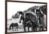 Horses Three-Aledanda-Framed Photographic Print