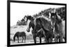 Horses Three-Aledanda-Framed Photographic Print