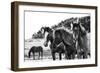 Horses Three-Aledanda-Framed Photographic Print