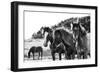 Horses Three-Aledanda-Framed Photographic Print