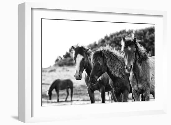 Horses Three-Aledanda-Framed Photographic Print