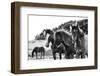 Horses Three-Aledanda-Framed Photographic Print