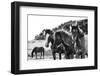Horses Three-Aledanda-Framed Photographic Print