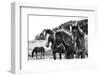 Horses Three-Aledanda-Framed Photographic Print