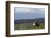 Horses, Tierra del Fuego, Chile, Patagonia-Adam Jones-Framed Photographic Print