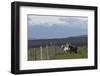 Horses, Tierra del Fuego, Chile, Patagonia-Adam Jones-Framed Photographic Print