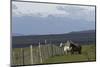 Horses, Tierra del Fuego, Chile, Patagonia-Adam Jones-Mounted Photographic Print