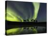 Horses under the Aurora Borealis-null-Stretched Canvas