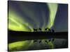 Horses under the Aurora Borealis-null-Stretched Canvas