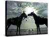 Horses, Used for Joyrides, Stand on the Beach-null-Stretched Canvas