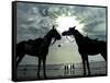 Horses, Used for Joyrides, Stand on the Beach-null-Framed Stretched Canvas