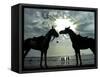 Horses, Used for Joyrides, Stand on the Beach-null-Framed Stretched Canvas