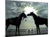 Horses, Used for Joyrides, Stand on the Beach-null-Mounted Photographic Print