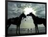 Horses, Used for Joyrides, Stand on the Beach-null-Framed Photographic Print