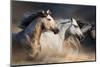 Horses with Long Mane Portrait Run Gallop in Desert Dust-Callipso-Mounted Photographic Print