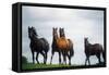 Horses-null-Framed Stretched Canvas