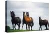 Horses-null-Stretched Canvas