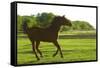 Horses-null-Framed Stretched Canvas