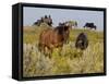 Horses-Gordon Semmens-Framed Stretched Canvas