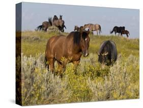 Horses-Gordon Semmens-Stretched Canvas