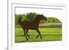 Horses-null-Framed Photographic Print