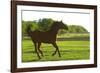 Horses-null-Framed Photographic Print
