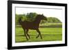 Horses-null-Framed Photographic Print