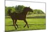 Horses-null-Mounted Photographic Print