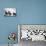 Horses-null-Photographic Print displayed on a wall