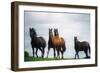 Horses-null-Framed Photographic Print