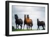 Horses-null-Framed Photographic Print