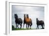 Horses-null-Framed Photographic Print