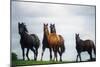 Horses-null-Mounted Photographic Print