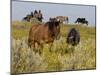 Horses-Gordon Semmens-Mounted Photographic Print