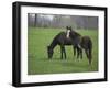 Horses-J.D. Mcfarlan-Framed Photographic Print