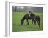 Horses-J.D. Mcfarlan-Framed Photographic Print