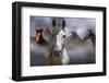 Horses-Kadir Civici-Framed Photographic Print