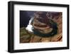 Horseshoe Bend, 1000 Ft. Drop to Colorado River-David Wall-Framed Photographic Print