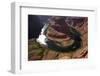 Horseshoe Bend, 1000 Ft. Drop to Colorado River-David Wall-Framed Photographic Print