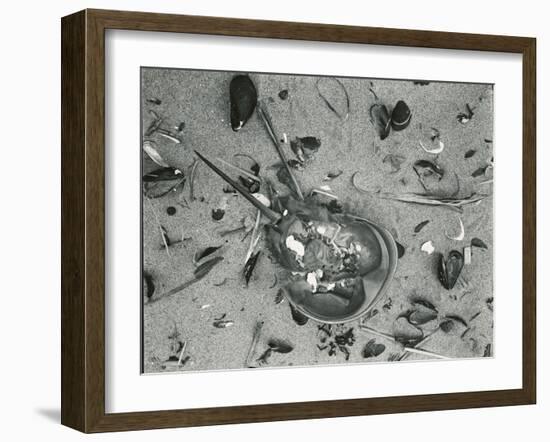 Horseshoe Crab and Sand, c. 1970-Brett Weston-Framed Premium Photographic Print