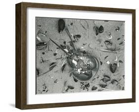 Horseshoe Crab and Sand, c. 1970-Brett Weston-Framed Premium Photographic Print