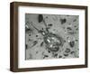 Horseshoe Crab and Sand, c. 1970-Brett Weston-Framed Photographic Print