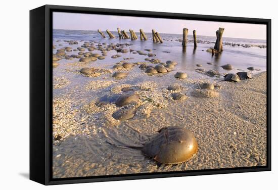 Horseshoe Crab Often Found on Beach after Tide Recedes-null-Framed Stretched Canvas