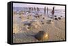 Horseshoe Crab Often Found on Beach after Tide Recedes-null-Framed Stretched Canvas